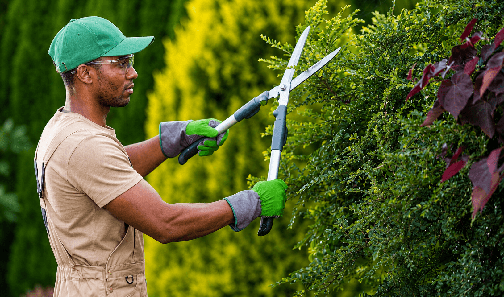 Gardener trimming plants in a backyard